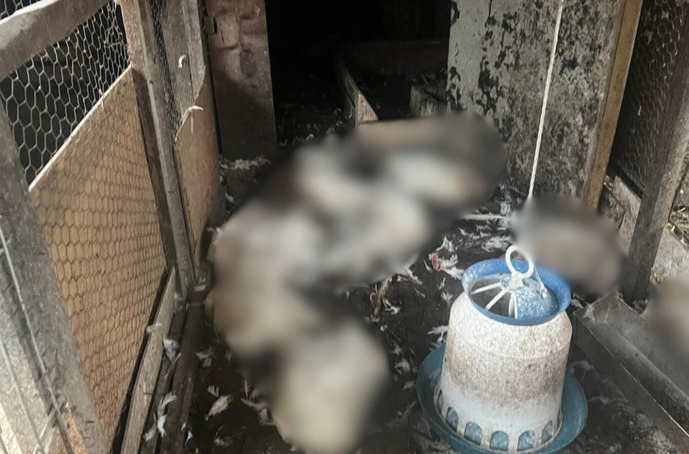 Užas kod Čačka: Psi lutalice poklali svu živinu FOTO