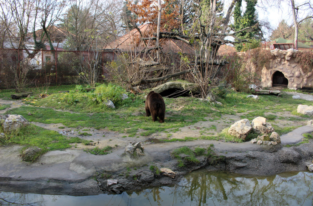 Uskršnja čarolija u Zoo vrtu u Subotici: Hranjenje životinja, zeke i zabava za sve uzraste