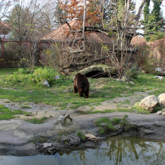 Uskršnja čarolija u Zoo vrtu u Subotici: Hranjenje životinja, zeke i zabava za sve uzraste