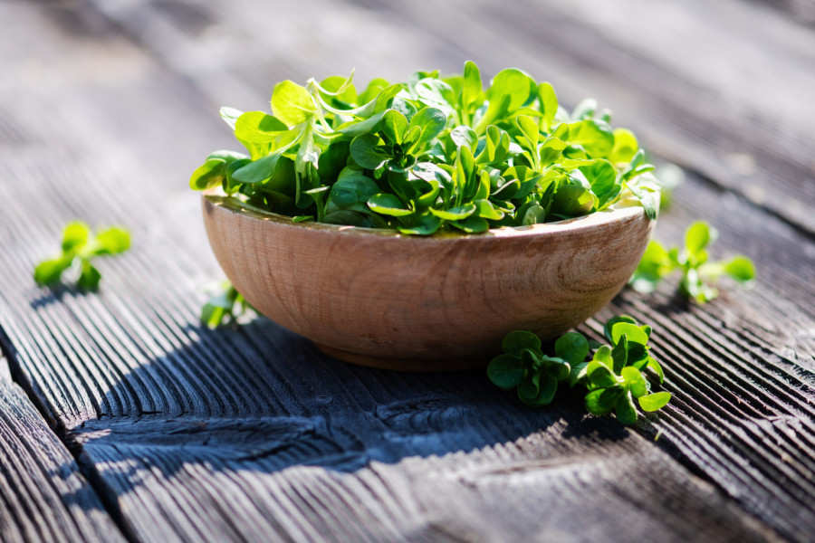 Ova često zapostavljena salata je puna vitamina i minerala: Od davnina se zna za njene blagodeti