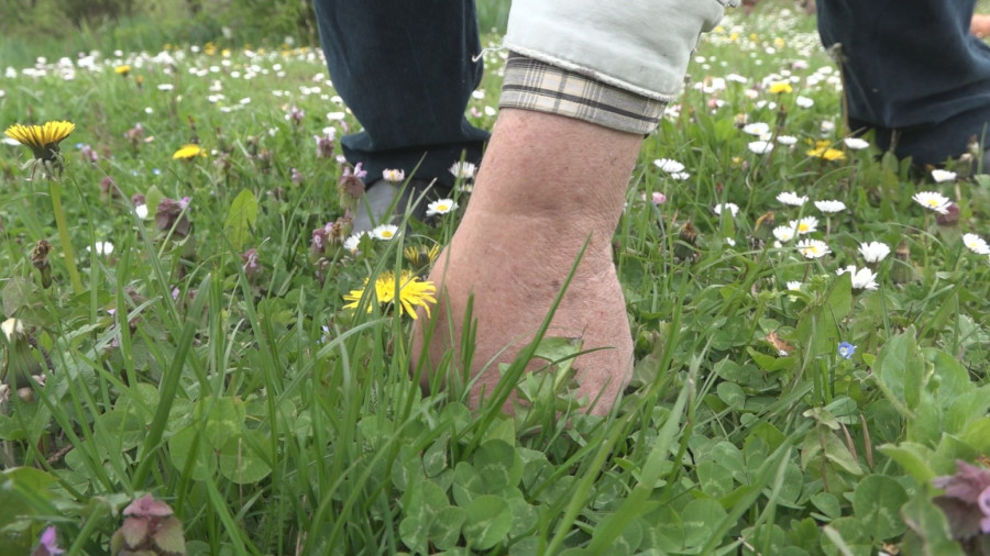 Biljka broj jedan za zdravlje: Često je gazimo, a prava je riznica vitamina FOTO