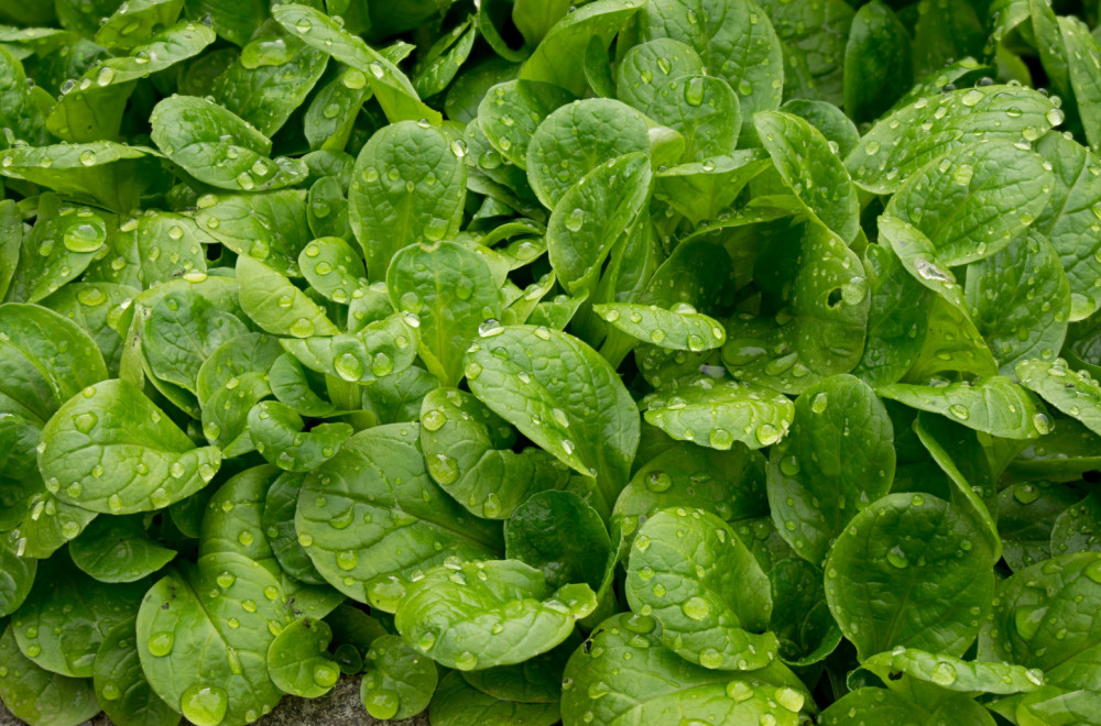 Ova često zapostavljena salata je puna vitamina i minerala: Od davnina se zna za njene blagodeti