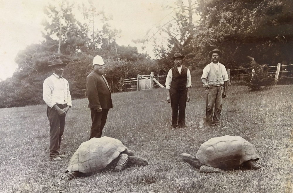 "Živ je Džonatan, umro nije"; Vest o smrti najstarije kornjače na svetu uznemirila javnost  FOTO