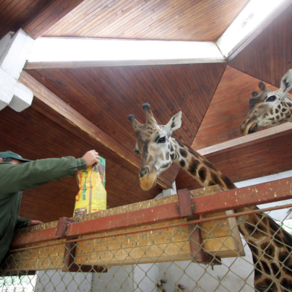 Zoo vrt  Palić već dve decenije sigurno utočište za povređene, iscrpljene i napuštene divlje životinje