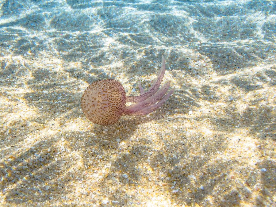 Zabrinjavajuća pojava na grčkim plažama: Panika pred letnju sezonu