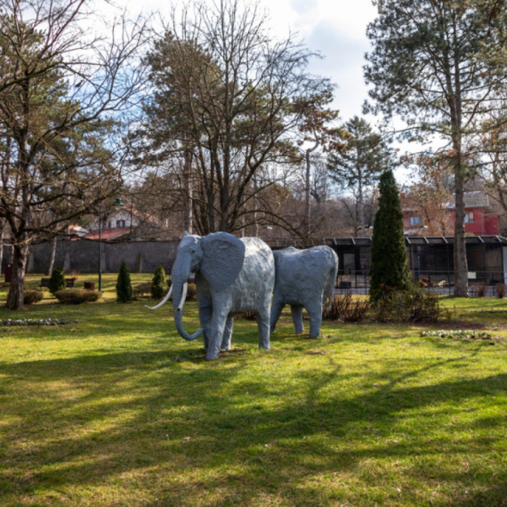 Nova mezimica jagodinskog zoo-vrta dobila ime: Stiglo na stotine predloga, izabrano najlepše VIDEO