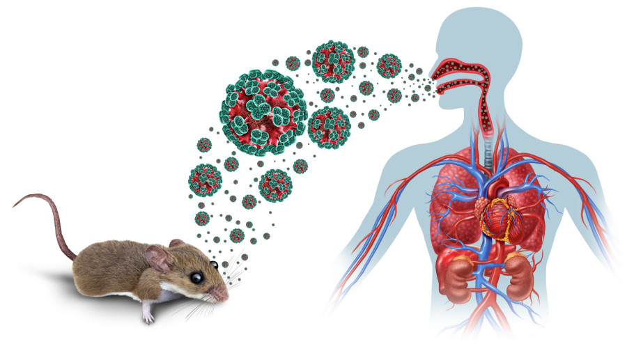 Expert warns: There is a more severe form of the Andes hantavirus, and it has been spreading for a long time