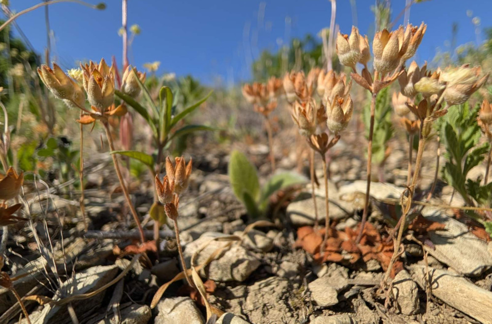 Veliko otkriće u Srbiji: Biolozi naišli na vrstu biljke za koju se smatralo da je nestala FOTO