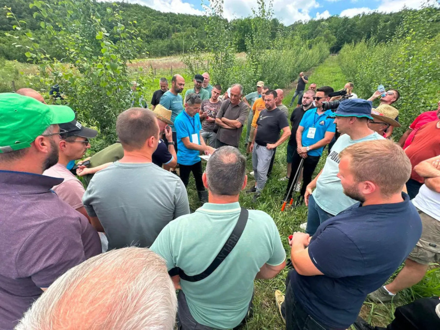 Voćari, ovo ne preskačite: Letnja rezidba čuva zasad i donosi bolji plod FOTO