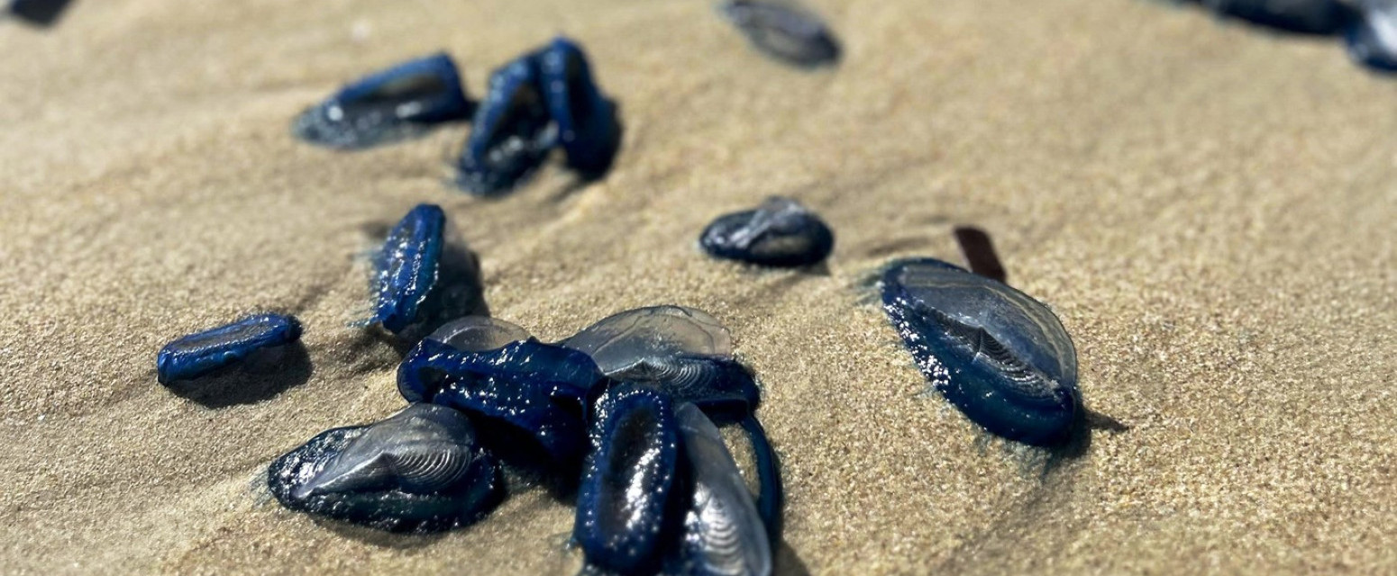 Misteriozni morski organizmi preplavili poznatu plažu: Svi mislili da su meduze, ali istina ih je šokirala