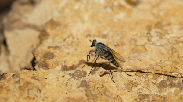 Opasni insekti u Srbiji: Bubice aktivne noću, prenose ozbiljne bolesti FOTO