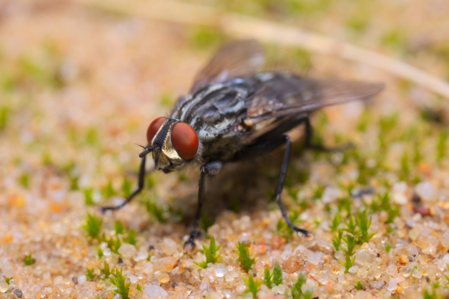 Opasni insekti u Srbiji: Bubice aktivne noću, prenose ozbiljne bolesti FOTO