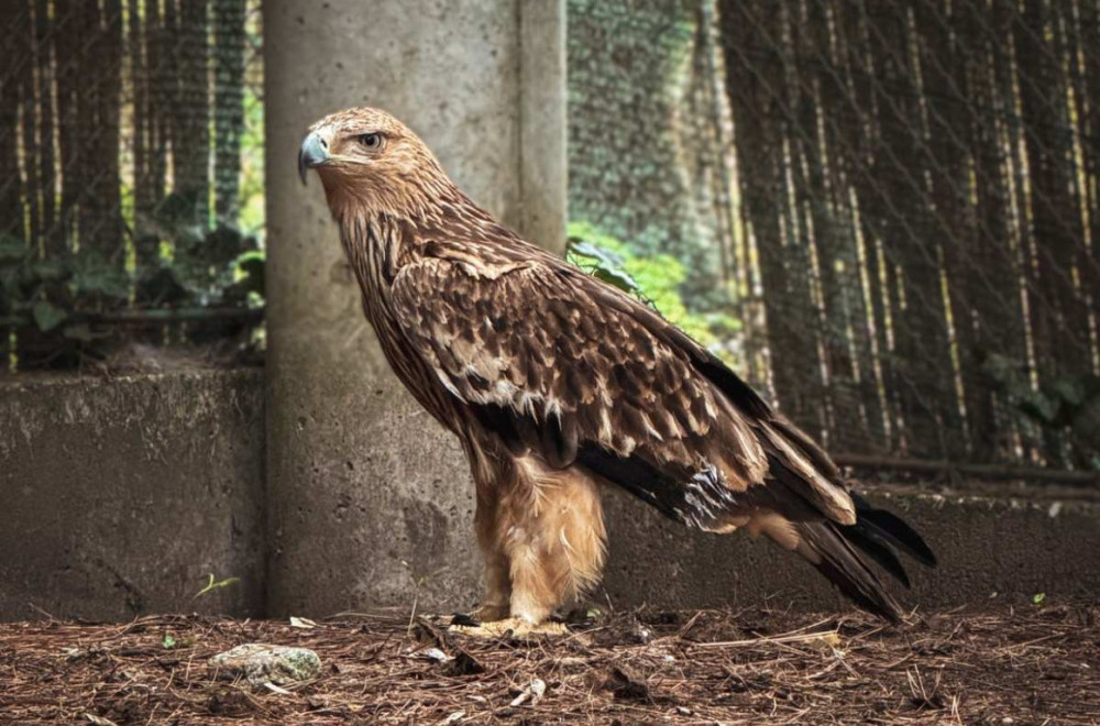 Nakon pakla krijumčara na Bliskom istoku, Feliks sinoć stigao u Zoo vrt Palić VIDEO