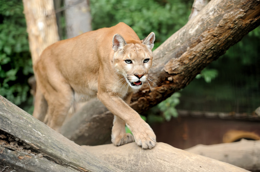 Filmska potera u Poljskoj: Puma uspavana strelicom i uhvaćena posle višednevne potrage