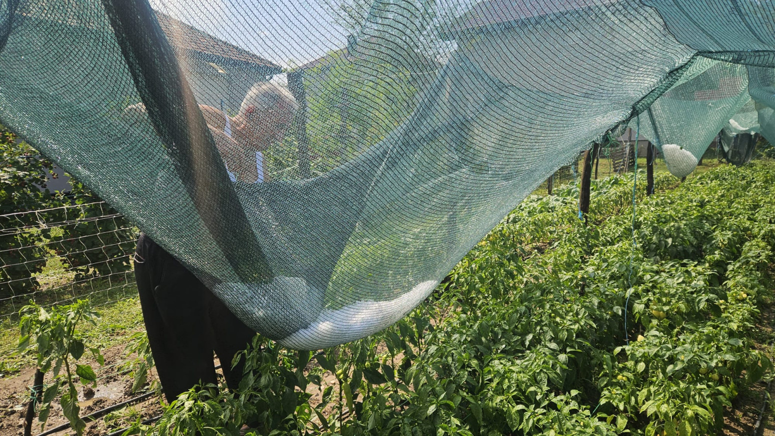 Snažno nevreme napravilo haos u Prijepolju; Jak grad napravilo veliku materijalnu štetu FOTO/VIDEO