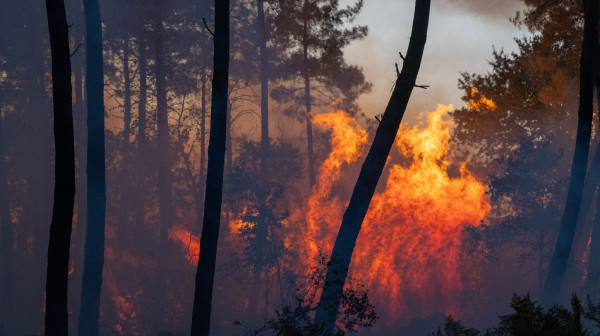 Fire breaks out on Serbia-Croatia border – Flames engulf forest, low vegetation and dry branches