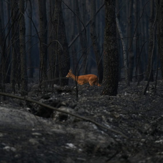 Scene kataklizme; Evropa je spaljena FOTO/VIDEO