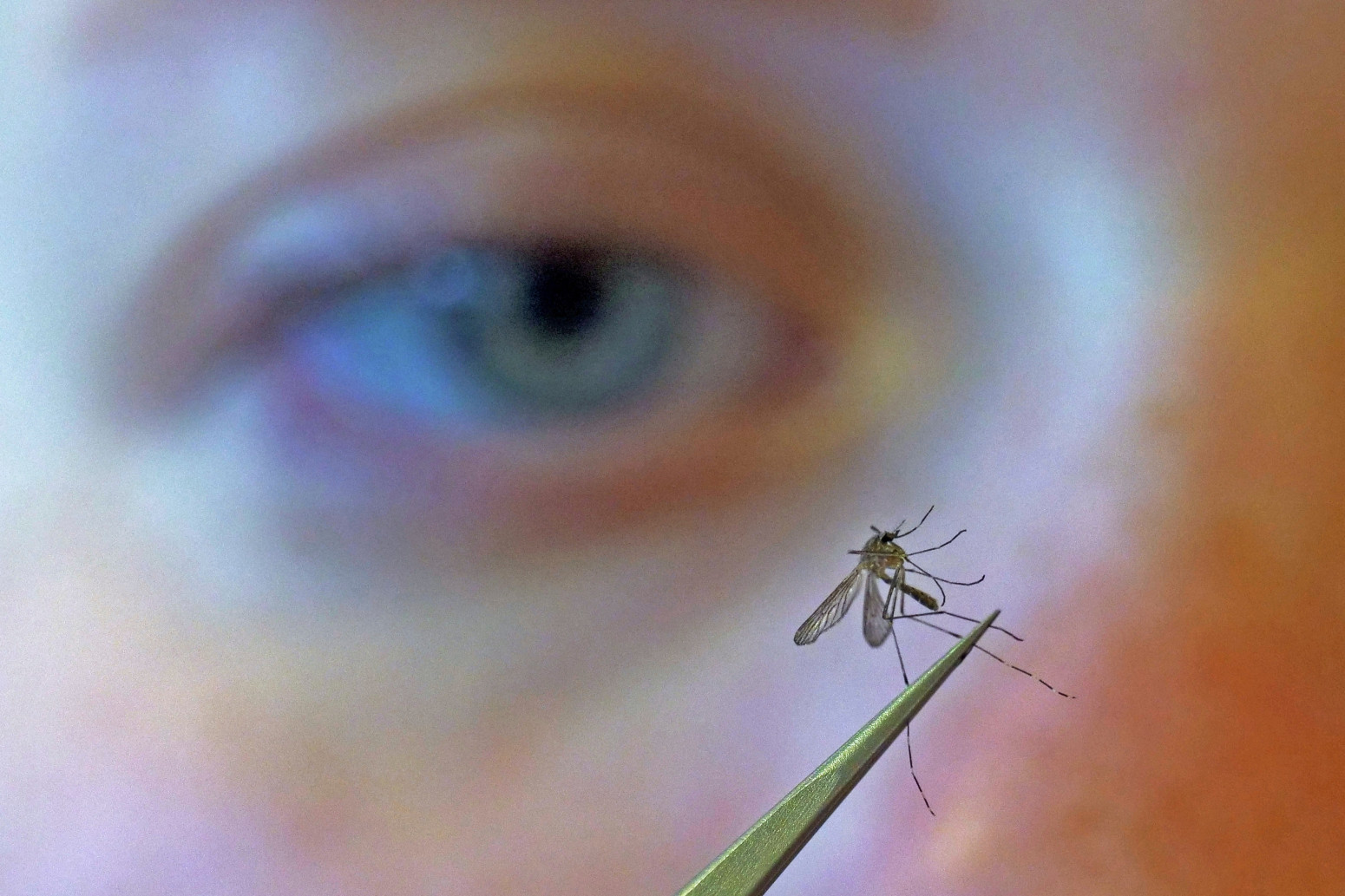 Virus Zapadnog Nila se širi Srbijom: Kod skoro svih obolelih razvio se težak oblik, ovo su simptomi za uzbunu
