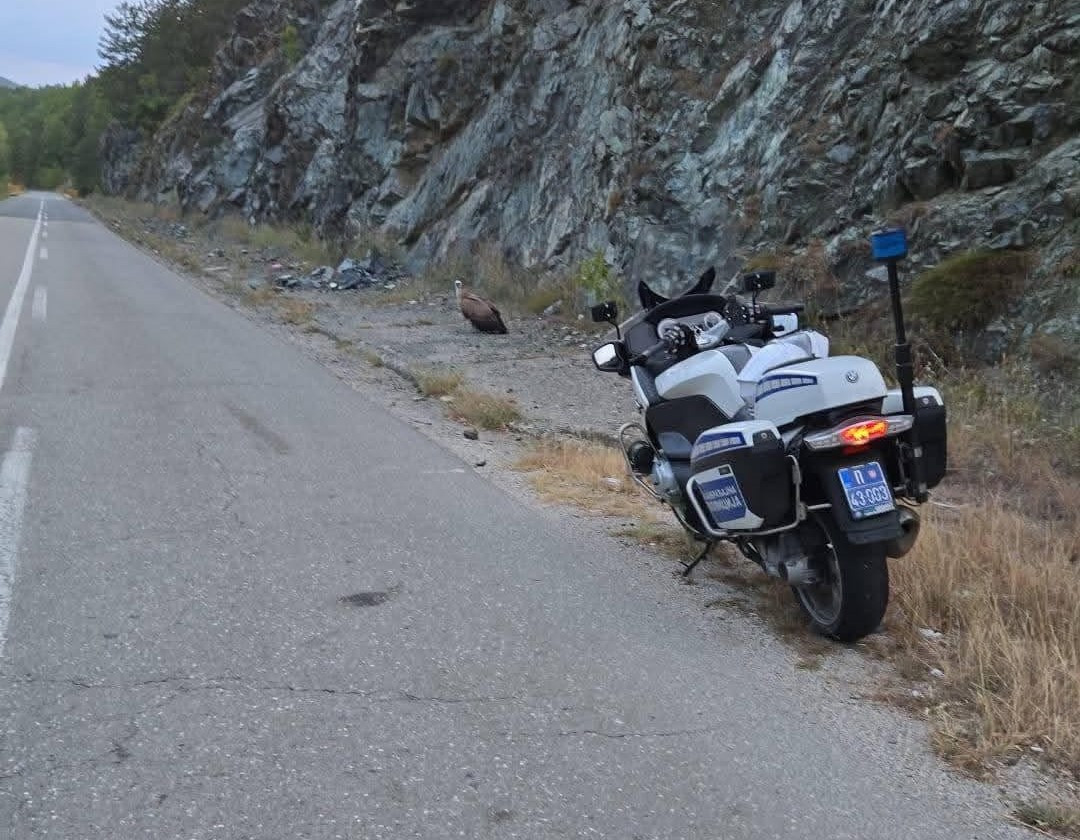 Heroj na točkovima: Policajac Muamer spasio iznemoglog beloglavog supa koji se nalazio pored puta FOTO