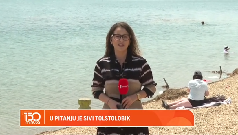 Sivi tolstolbik - beogradska ajkula na Adi
