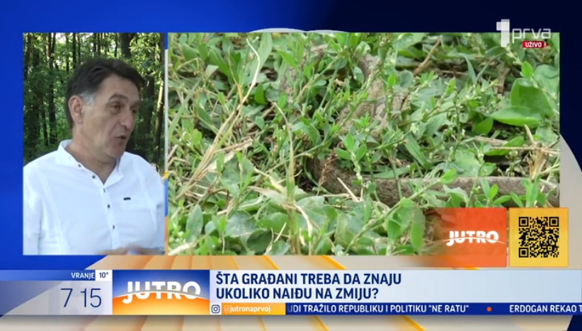 Zabeležena najezda zmija u Čačku: Evo šta treba da uradite ako ih vidite