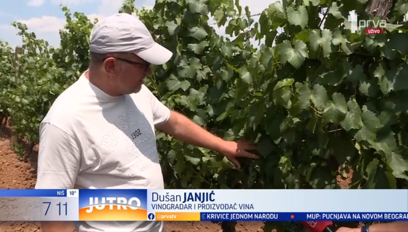 Dok jedni čekaju kišu, drugi žele što više sunčanih dana: Leskovčani očekuju odlično vino