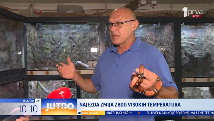 Šta je razlog za veliki broj zmija na ulicama Beograda?