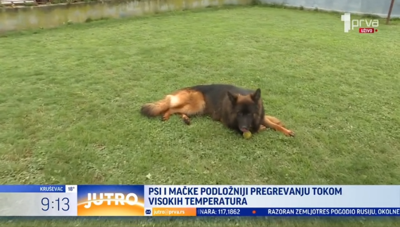 Kako obuzdati kućne ljubimce tokom vrućina