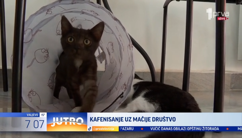 Nova vrsta antistres terapije za Nišlije: Otvoren kafić sa napuštenim macama