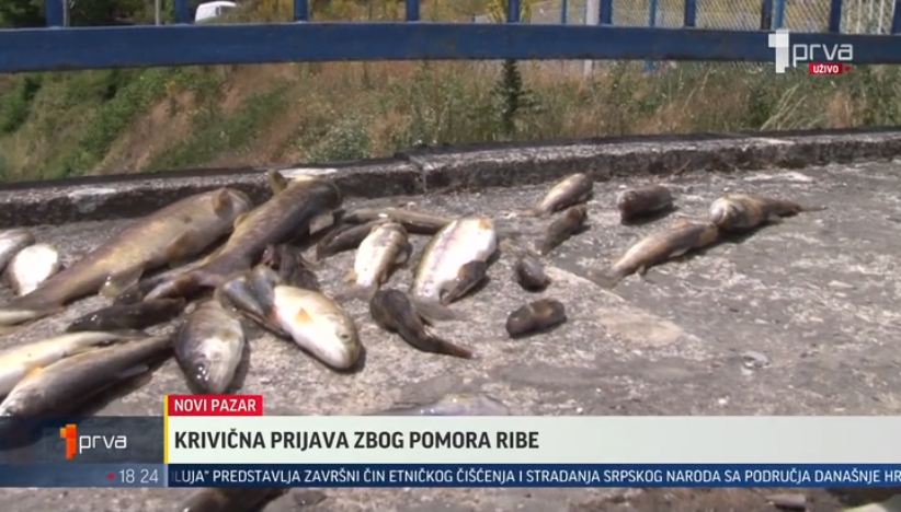 Podneta prijava protiv osobe koja je izazvala pomor ribe u reci Raški