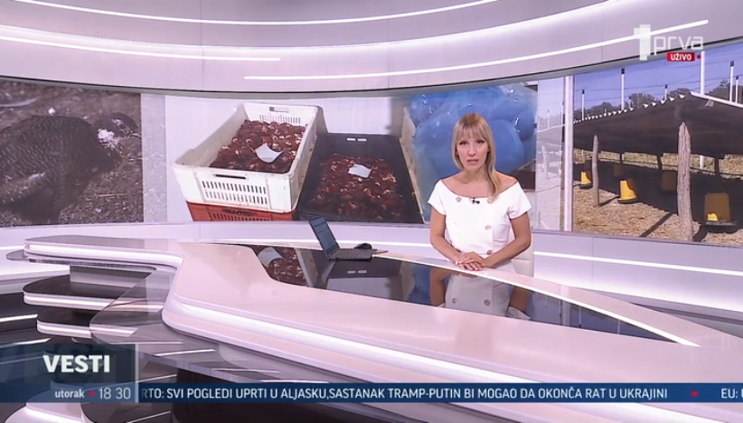 Piletina zaražena salmonelom: Nepoverenje građana i dalje pristuno