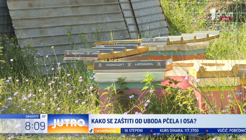 Kako se zaštititi od uboda pčela i osa?