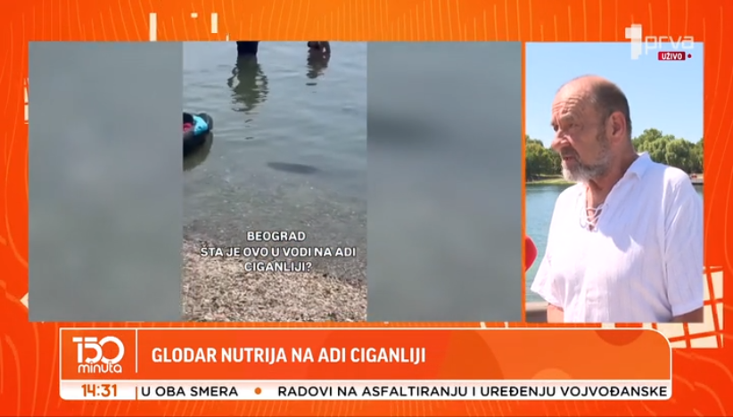 Na Adi Ciganliji se pojavio opasan glodar nutrija